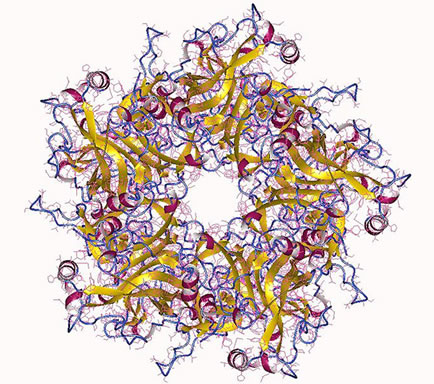 HPV
