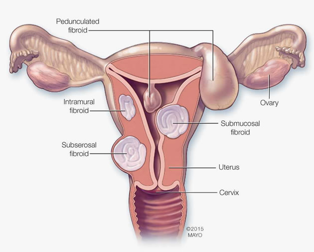 Uterus in malay